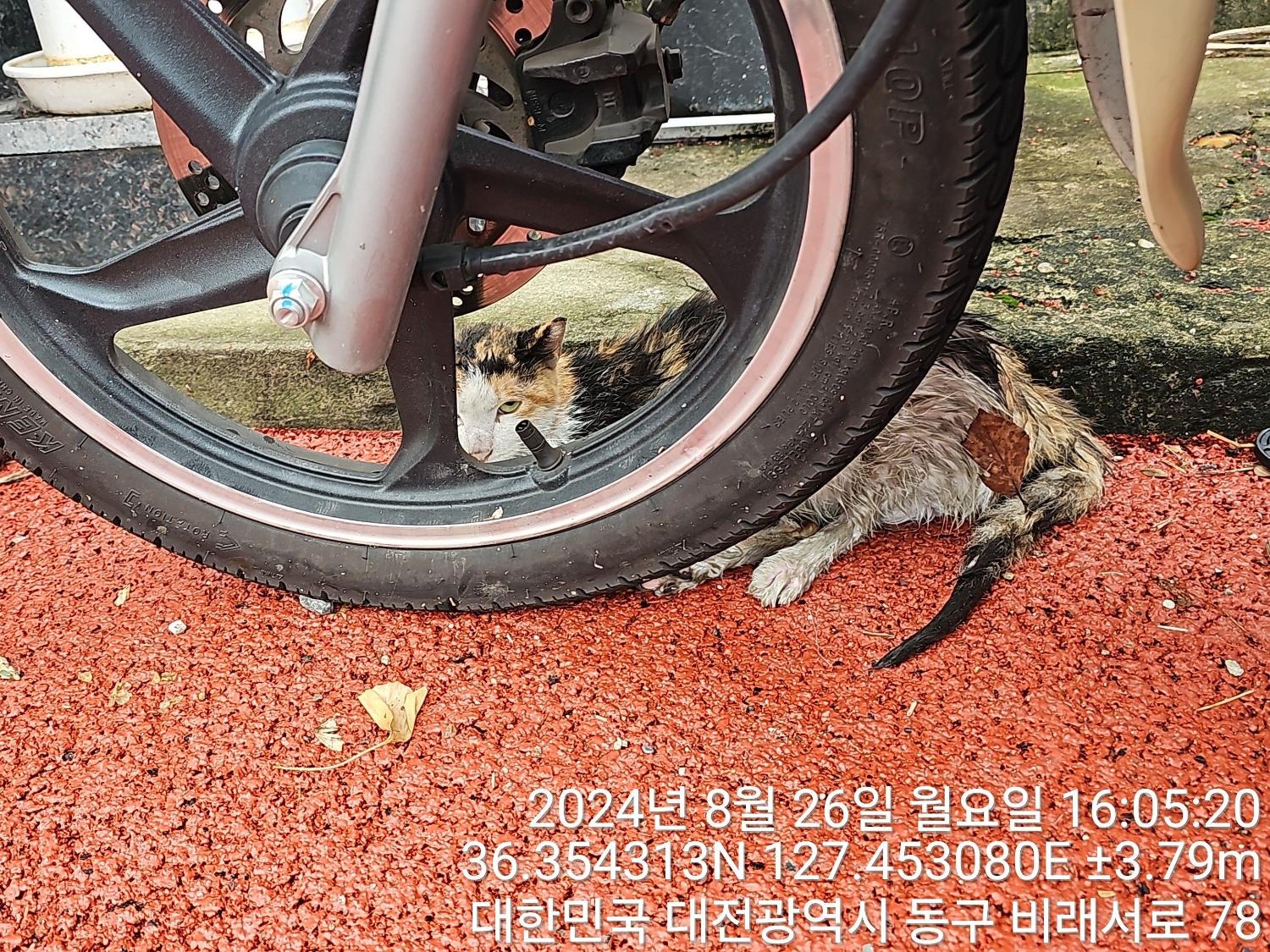 대전동물보호센터_430364202400669